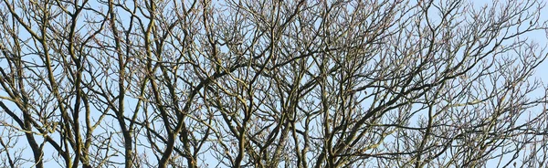 벌 거 벗은 나무의 가지 — 스톡 사진