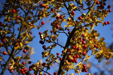 Sarı kırmızı meyveler Bush'larda