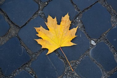 One fallen maple leaf  clipart