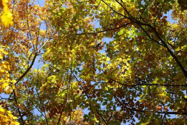 Meşe ağacı altın yapraklı 