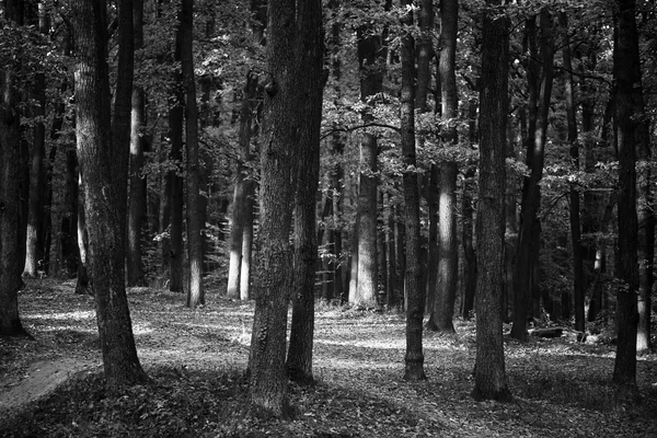 Greenwood en noir et blanc — Photo