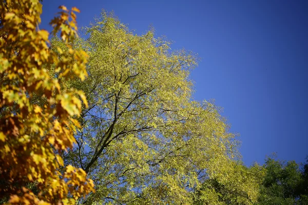 Tops de árvores de folhas douradas — Fotografia de Stock