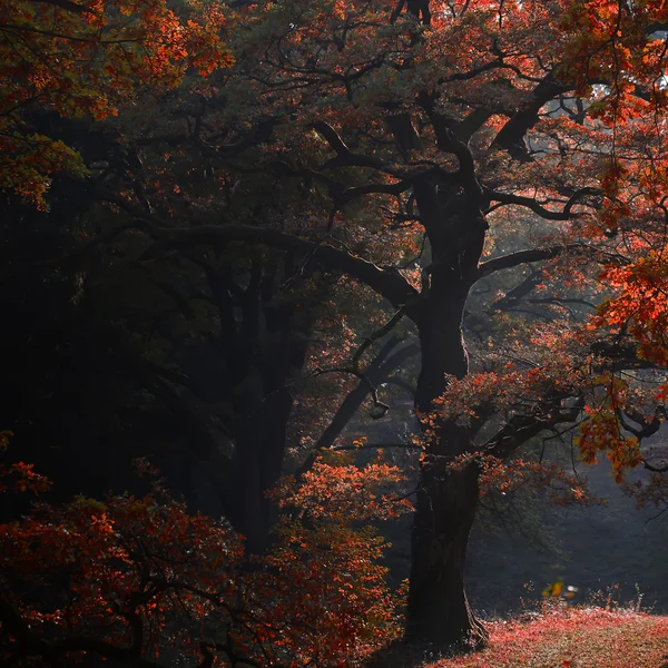 美しい秋樫の木立の陰 — ストック写真