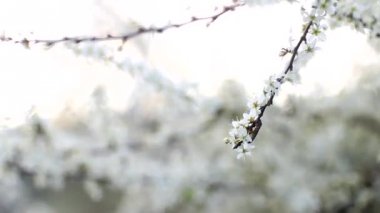 ilkbaharda kiraz ağacı üzerinde güzel çiçekler, odak ve odak dışında, bulanıklık etkisi, beyaz çiçekli