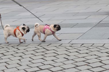 Two pugs walked on lead