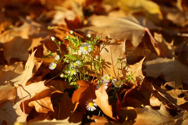 Flores sobre hojas de arce caídas — Foto de Stock