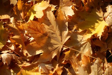 Blanket of fallen maple leaves  clipart