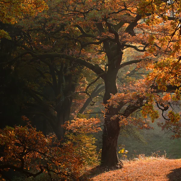 Picturesque autumn oak grove — Stock Photo, Image