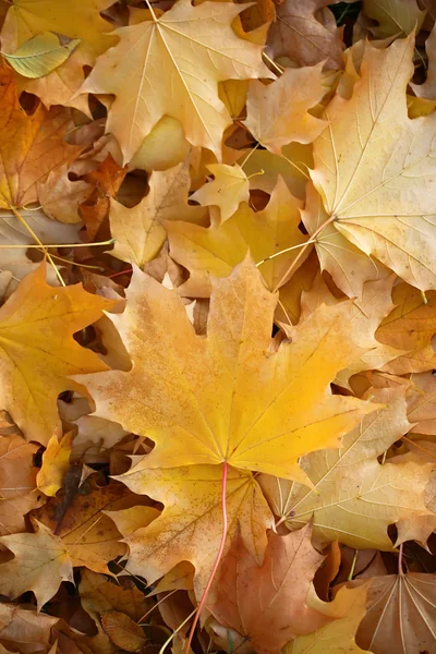 Blanket of fallen maple leaves — Stock Photo, Image