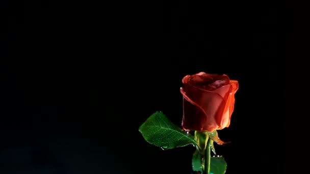 Свіжа квітка троянди на чорному тлі з краплями води — стокове відео