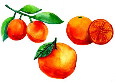 Mandarin oranges on white