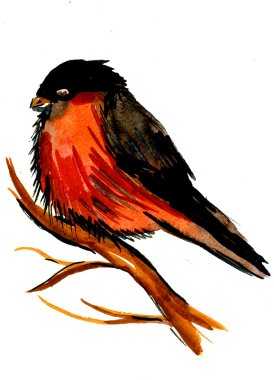 Bullfinch bird on tree branch