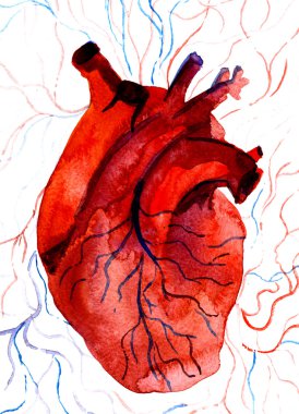 Aquarelle human red-blood heart  clipart
