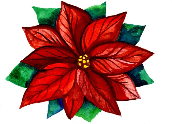 Flor de Natal vermelho e verde — Fotografia de Stock