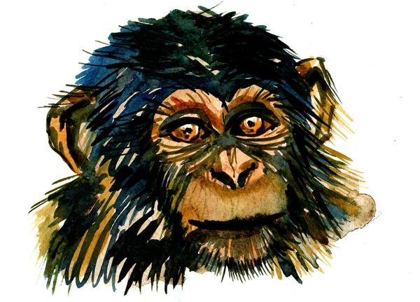 Ritratto di scimmia — Foto Stock
