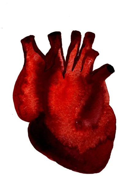 Aquarelle human red-blood heart — стокове фото
