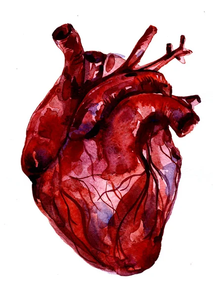 Aquarelle human red-blood heart — Stockfoto