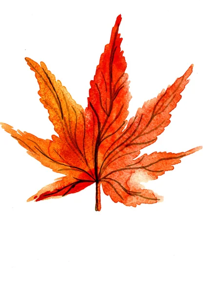 One autumn orange maple leaf — Stockfoto