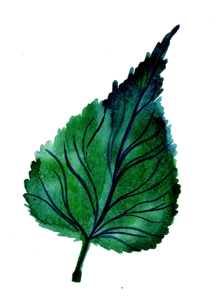 One green birch leaf — Zdjęcie stockowe