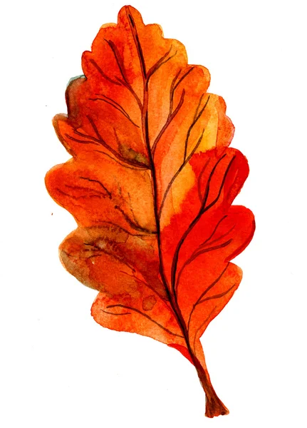 One autumn orange oak leaf — Stockfoto