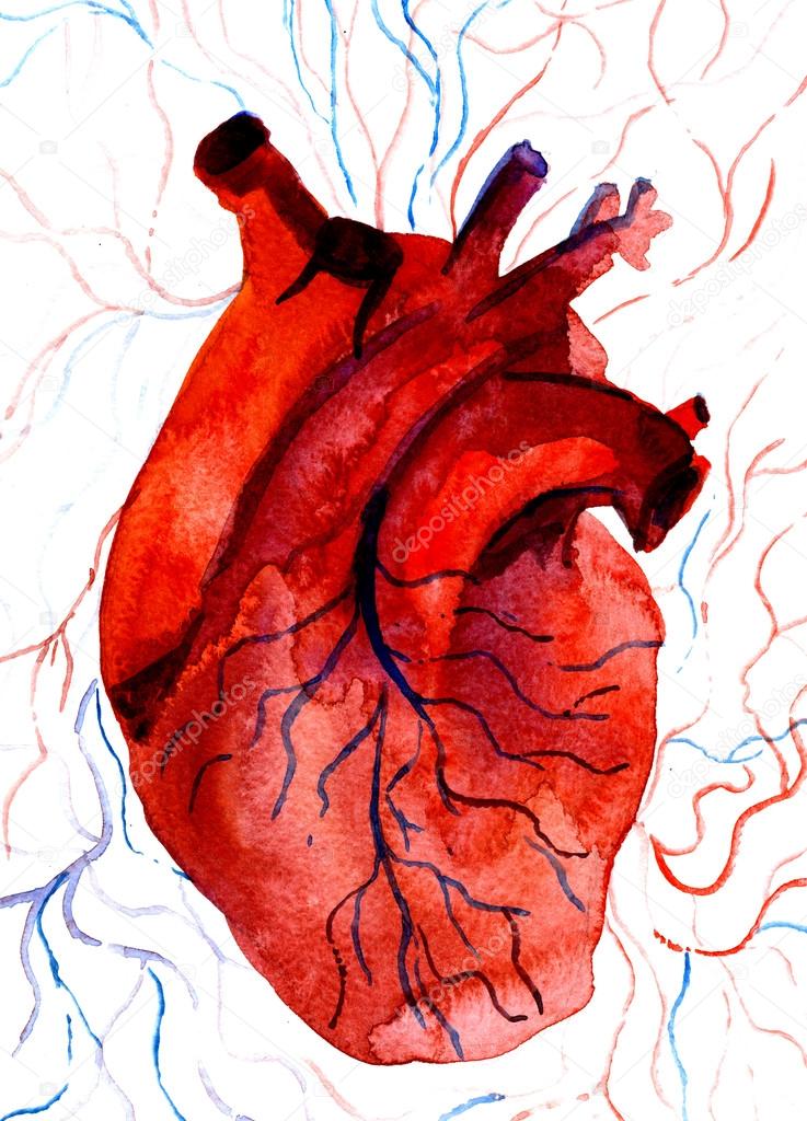 Aquarelle human red-blood heart 