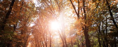Rays of sun through trees 