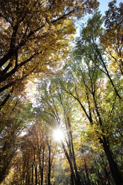 Güneş ışınlarının ağır yaprakları