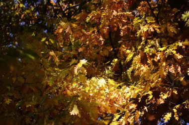 Meşe ağacı altın yapraklı