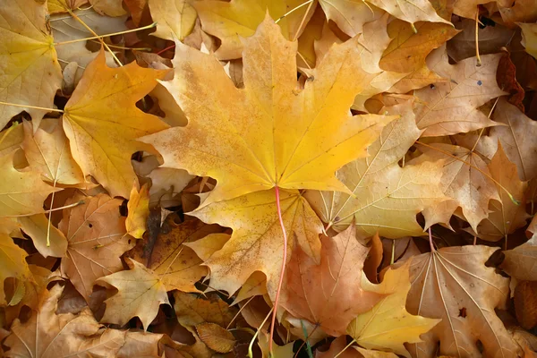 Cobertor de folhas de bordo caídas — Fotografia de Stock
