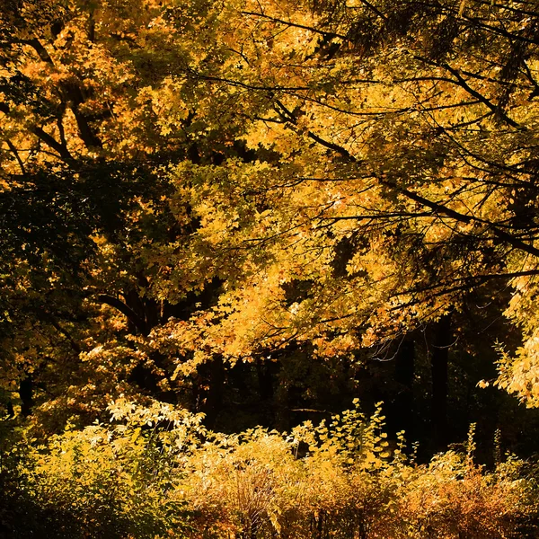 Floresta de outono à luz do dia — Fotografia de Stock