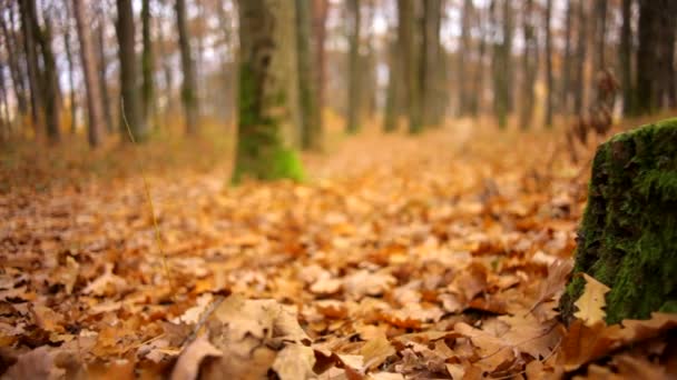 Güzel ağaç kütüğü ile sonbahar peri sarı ormanında yeşil yosun — Stok video