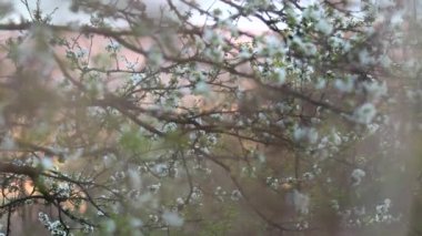 ağaç dalları bahar