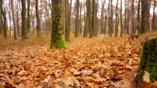 Peri ağaç kütüğü sonbaharın güzel sarı ormandaki yeşil yosun ile — Stok video