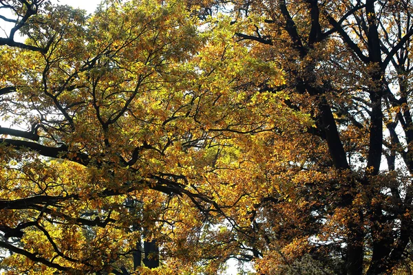 가 키가 넓은 즉 위 황금 잎이 달린 나무 — 스톡 사진