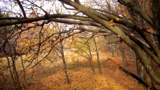 Beautiful tree branches golden autumn — Stock Video