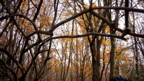 Hermosa vista en el bosque de otoño — Vídeo de stock