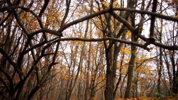 Schöne Aussicht im herbstlichen Wald — Stockvideo