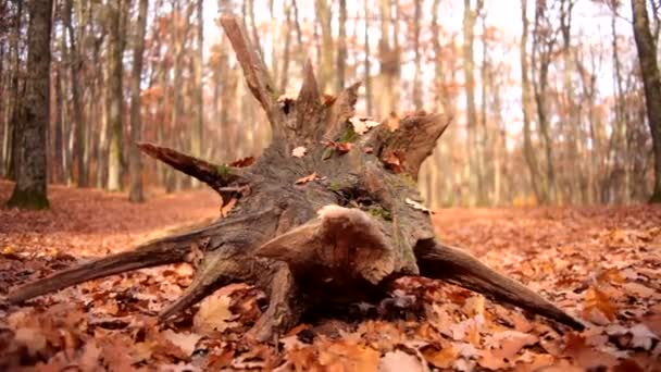 Belo toco de árvore na floresta de outono, fundo da natureza — Vídeo de Stock