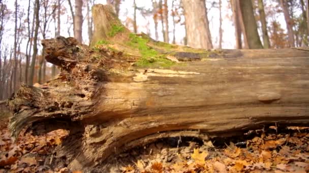 Viejo árbol cayó en el bosque, otoño en el hermoso jardín viejo — Vídeos de Stock