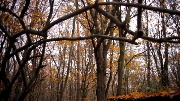 Hojas amarillas caen de los árboles en el bosque de otoño, hermosa vista en el bosque de otoño — Vídeos de Stock