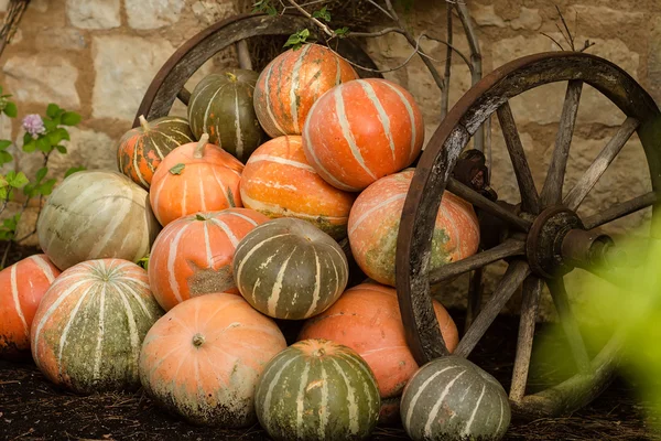 Abóboras de laranja maduras empilhadas — Fotografia de Stock