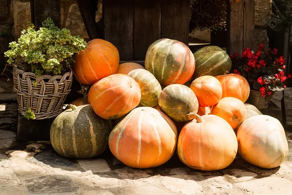 Ripe orange pumpkins stacked — Stock Photo, Image