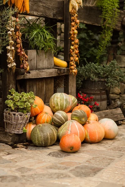 Ripe pumpkins stacked — Stock Photo, Image