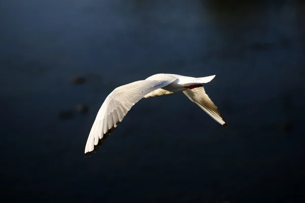 Graseful white flying dove — 图库照片