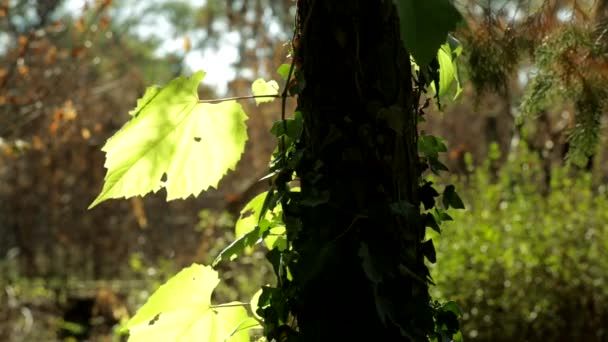 嫩绿色的叶子上一棵树在春天 foresttender、 叶、 树、 背景、 背景、 背光、 梁，美丽，分公司，明亮、 生态、 生态、 环境，环境、 树叶、 森林、 新鲜、 绿色、 高清、 叶子、 光、 运动、 自然、 自然、 outd — 图库视频影像