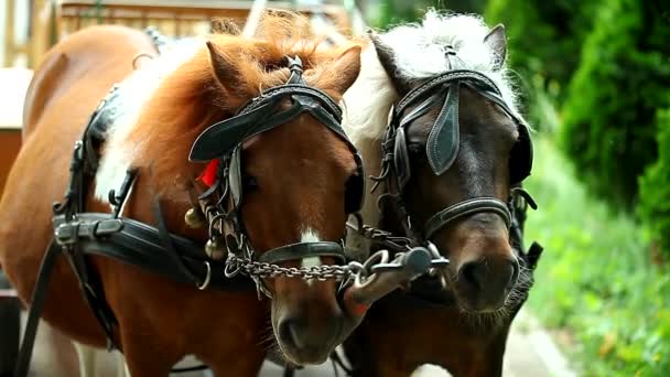 Dvojice koní v postroji, láska a něha