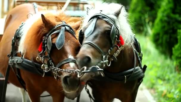 Caballo embarazada y su "marido" en la calle frente al marco — Vídeos de Stock