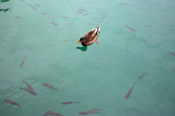 Дикая утка, плавающая в озере — стоковое фото