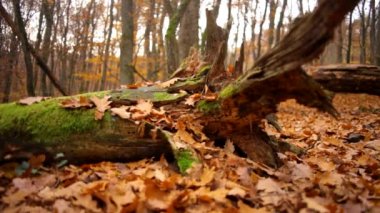 eski parkta güzel görünümü, el değmemiş orman, bakir ormanlar