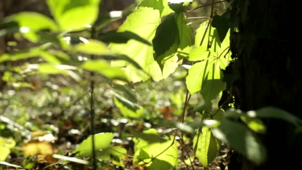 Fresh green leaves in the forest in the wind — Stock Video